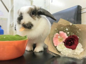 うさぎさんに花束を!1